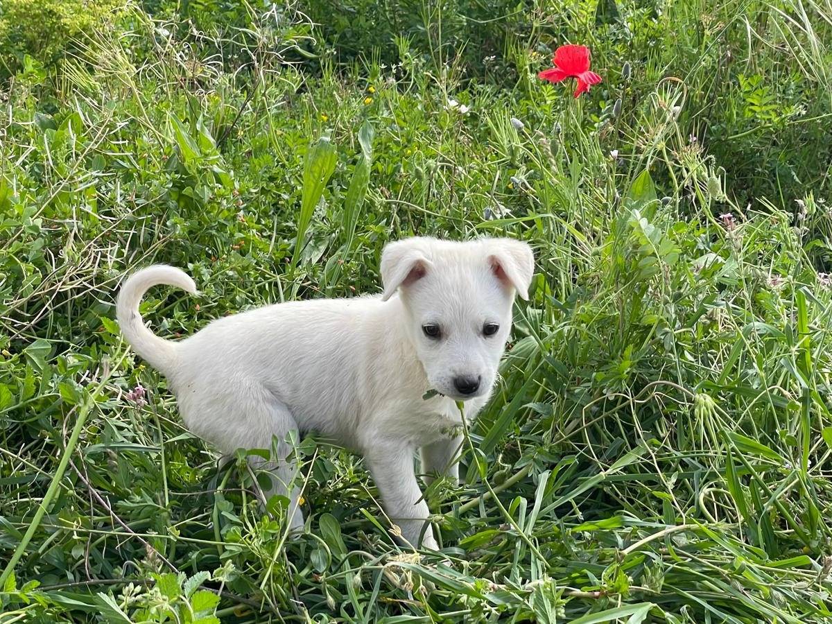 Adozione cane, femmina, Razza sconosciuta Razza sconosciuta, 2 mesi, taglia media, Trapani