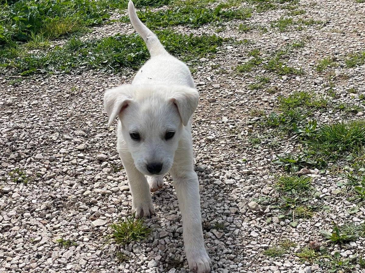 Adotta un cane, femmina, 2 mesi, Trapani