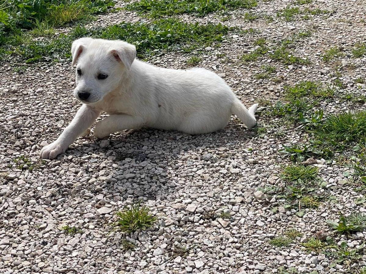 Adotta un cane, taglia media, femmina, Trapani