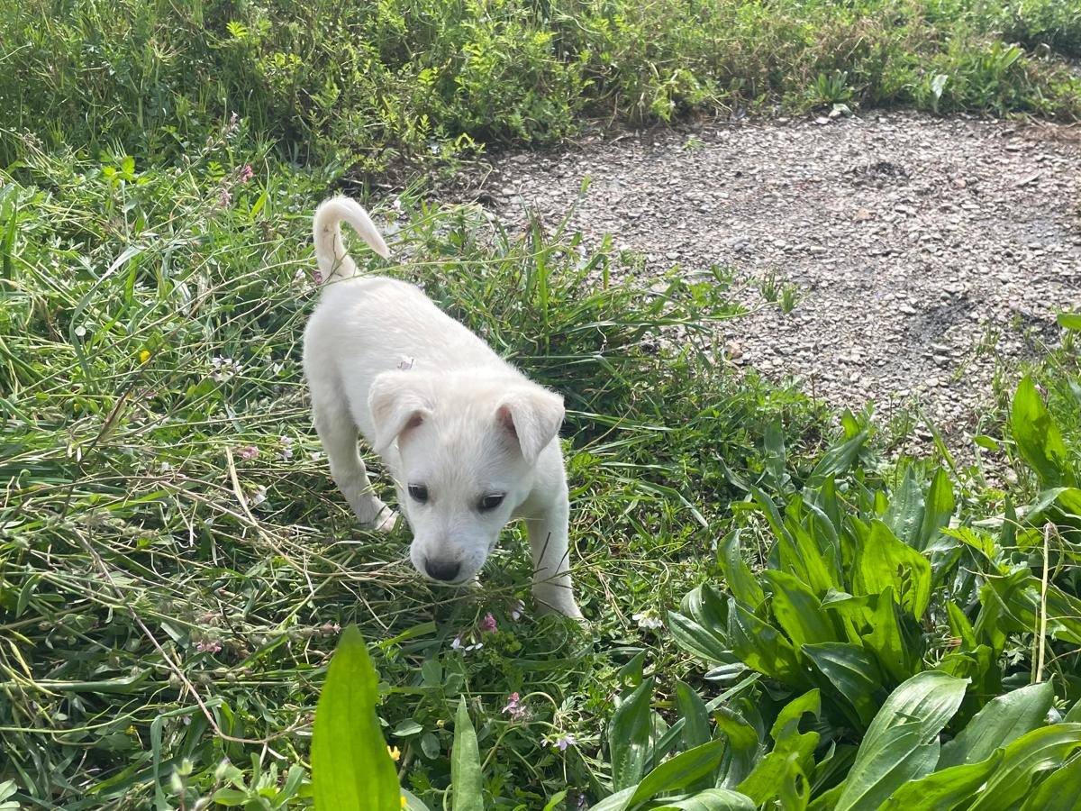 Vuoi adottare un cane a Trapani?