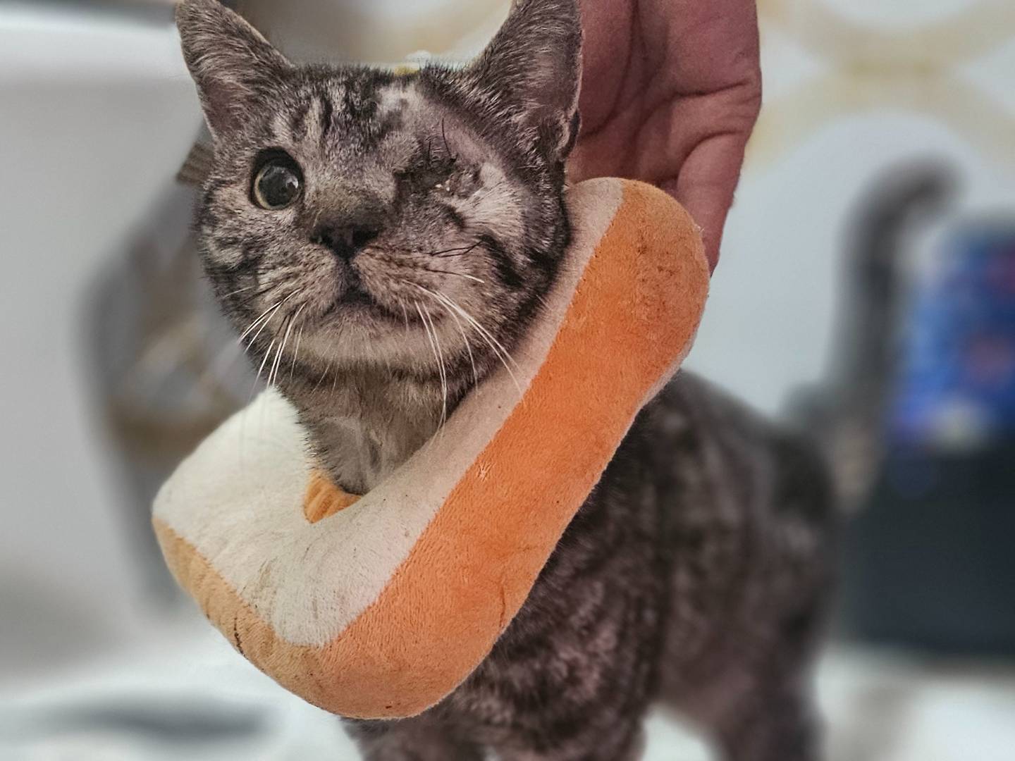 Adozione gatto, maschio, Razza sconosciuta Razza sconosciuta, 6 anni e 3 mesi, taglia non valida, Avellino