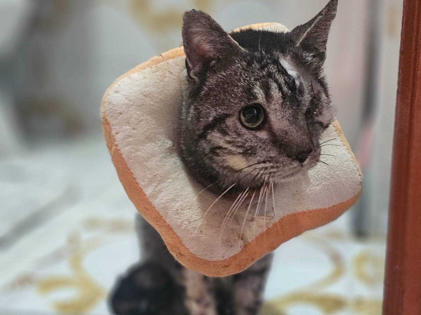 Adotta un gatto, taglia non valida, maschio, Avellino