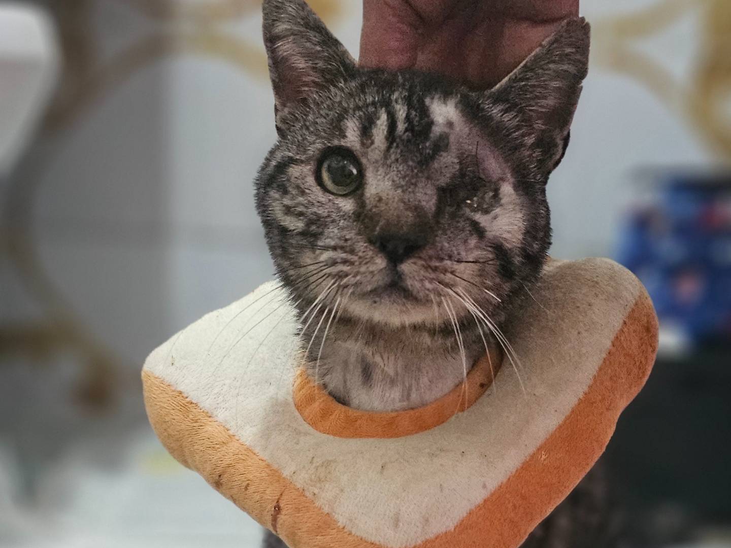 Vuoi adottare un gatto a Avellino?