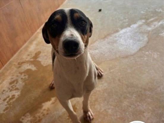 Adozione cane, maschio, Jack Russell Terrier Razza sconosciuta, 1 anno e 10 mesi, taglia piccola, Milano