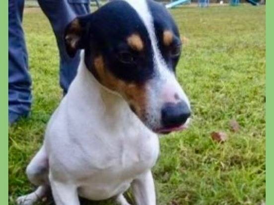 Adotta un cane, maschio, 1 anno e 10 mesi, Milano