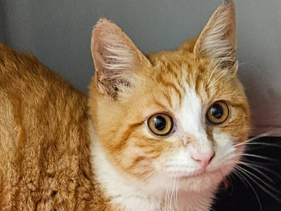 Adozione gatto, maschio, Razza sconosciuta Razza sconosciuta, 9 mesi, taglia non valida, Milano