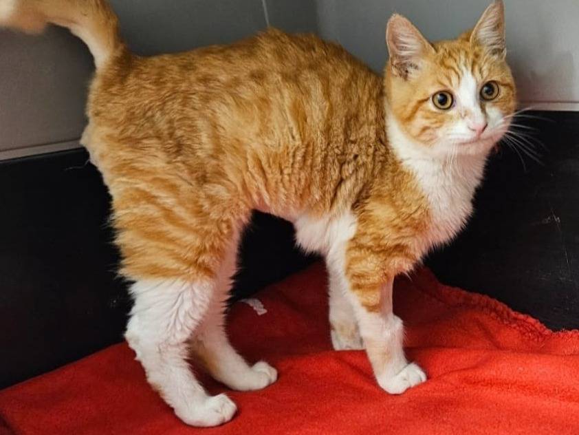 Adotta un gatto, maschio, 9 mesi, Milano