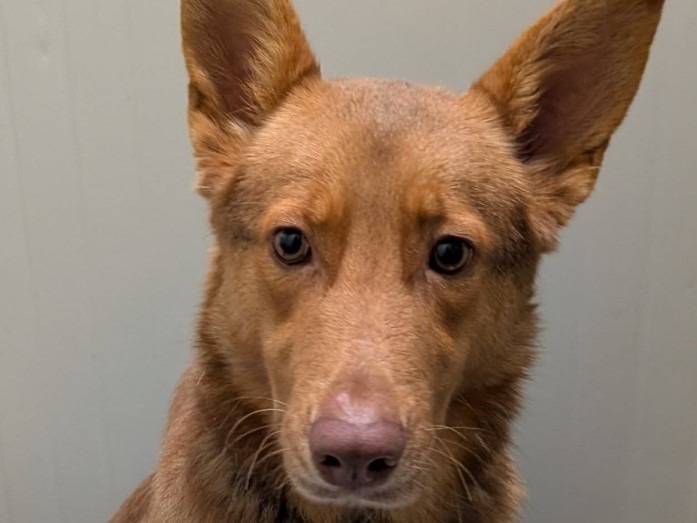 Adozione cane, femmina, Razza sconosciuta Razza sconosciuta, 2 anni e 1 mese, taglia media, Lodi