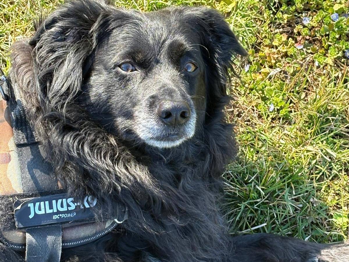 Adozione cane, maschio, Razza sconosciuta Razza sconosciuta, 6 anni e 1 mese, taglia media, Frosinone