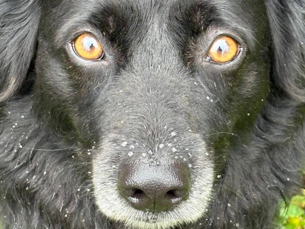 Adotta un cane, maschio, 6 anni e 1 mese, Frosinone