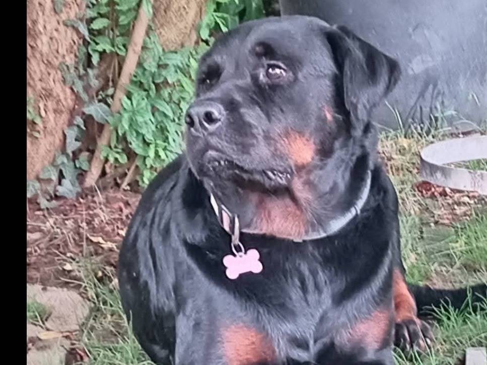 Adozione cane, femmina, Rottweiler Razza sconosciuta, 6 anni, taglia gigante, Monza