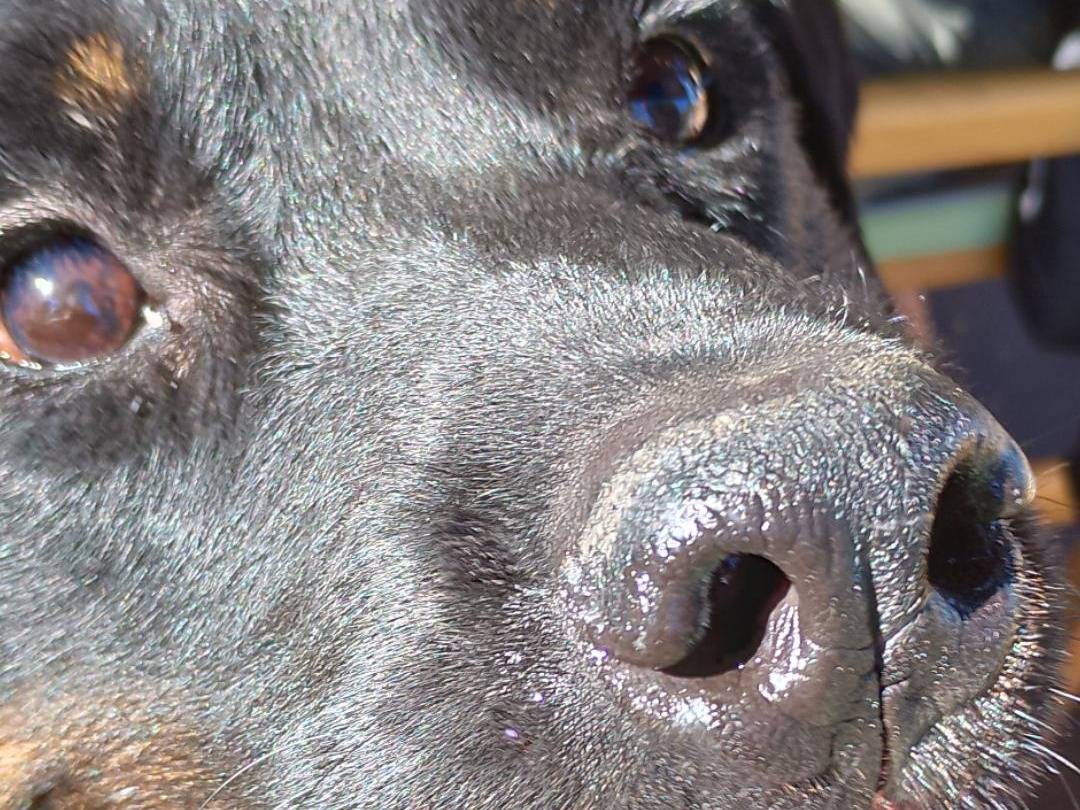 Adotta un cane, femmina, 6 anni, Monza