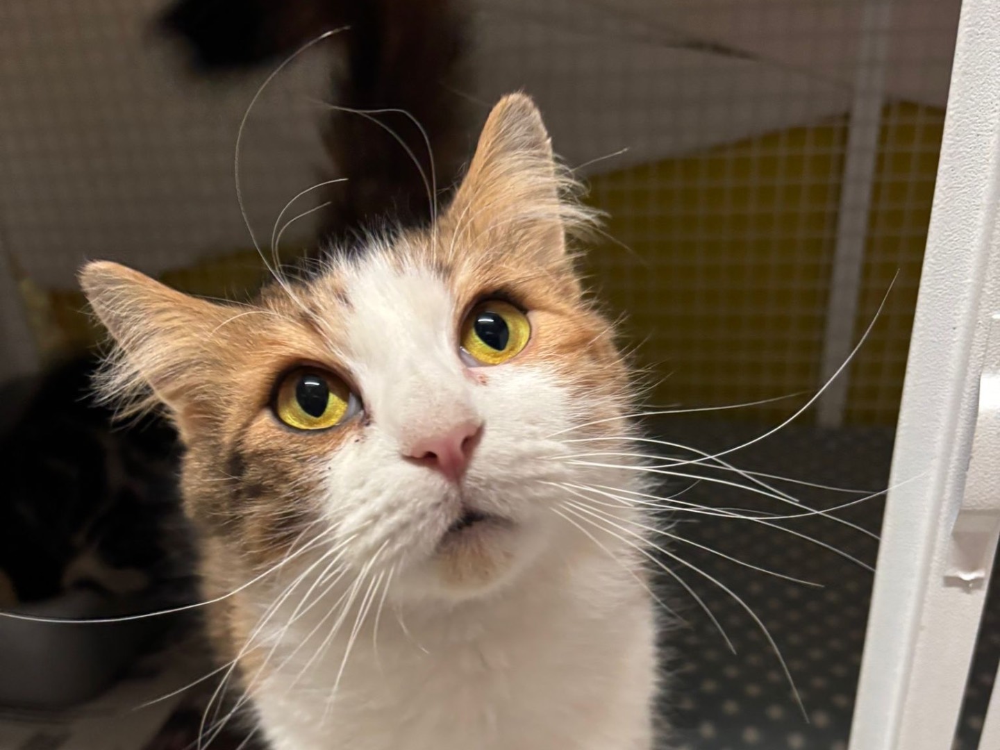 Adozione gatto, femmina, Razza sconosciuta Razza sconosciuta, 2 anni e 1 mese, taglia non valida, Milano