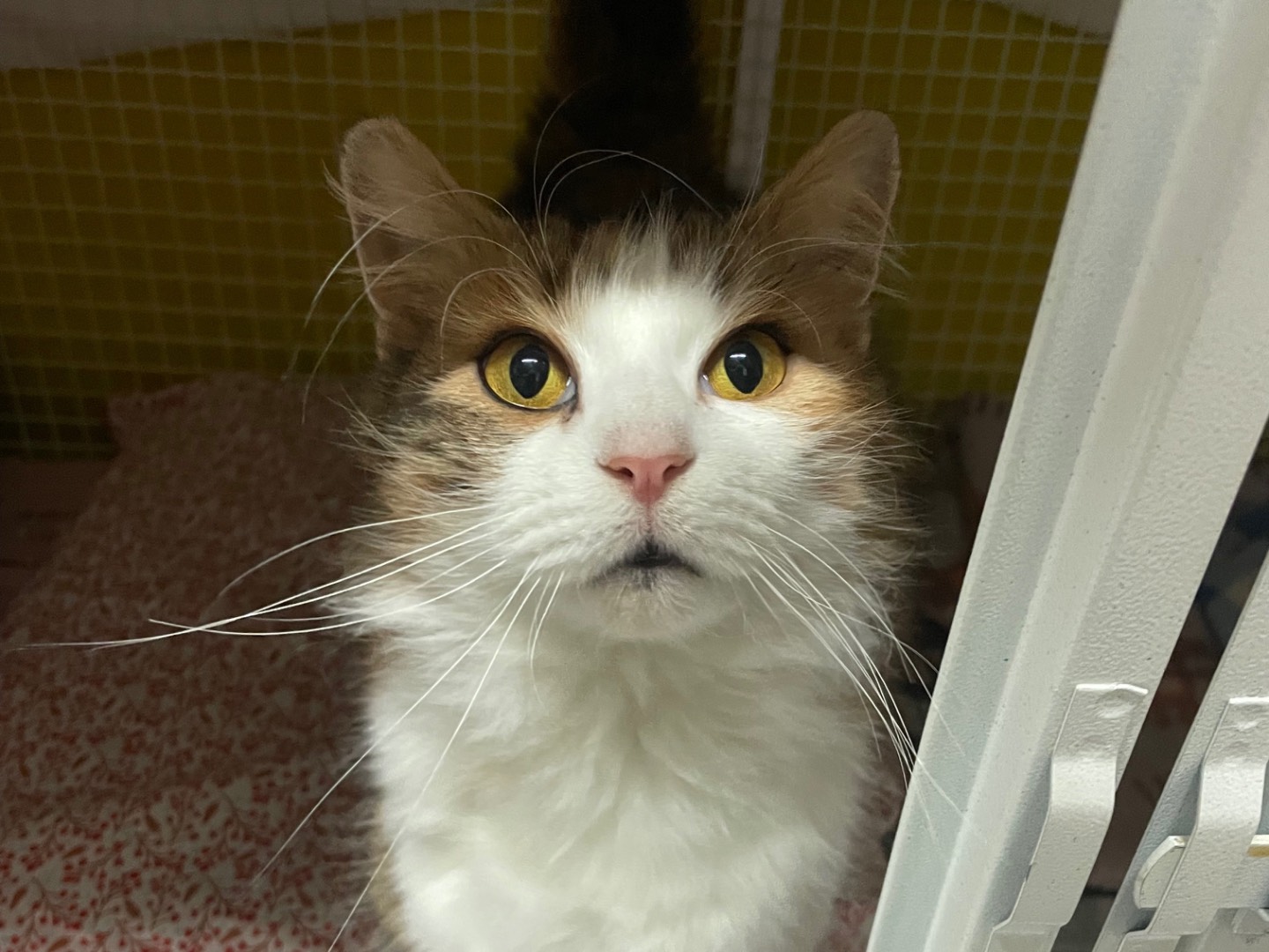 Adotta un gatto, femmina, 2 anni e 1 mese, Milano