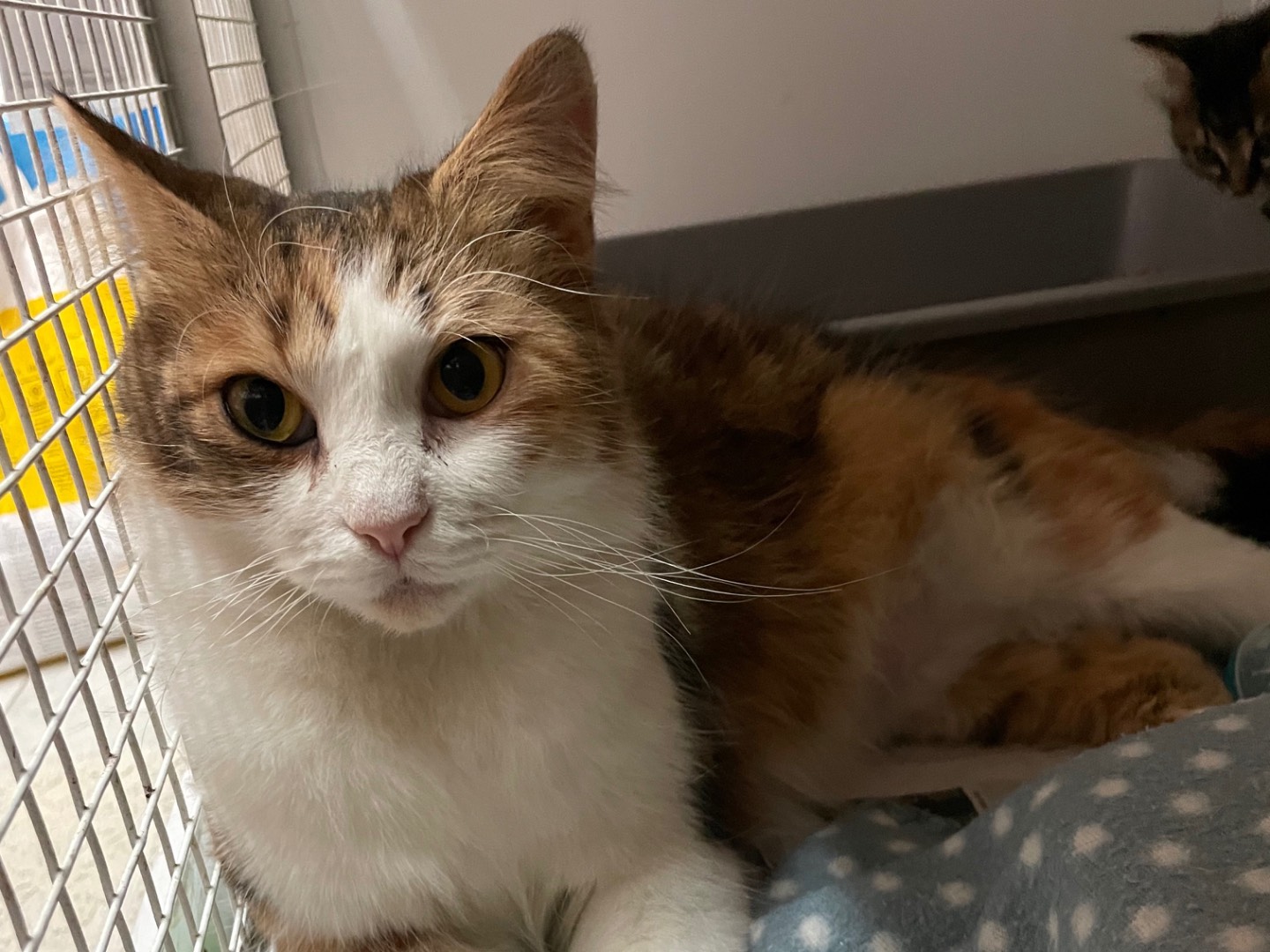 Adotta un gatto, taglia non valida, femmina, Milano