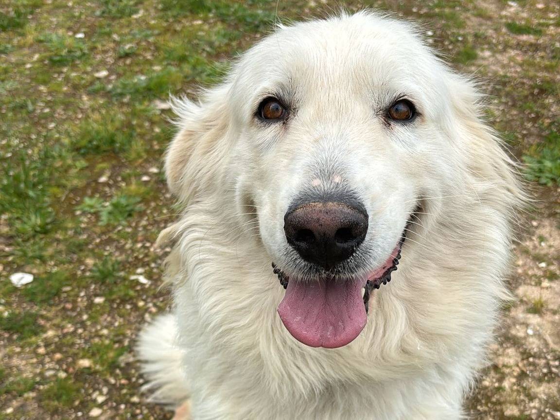 Adozione cane, femmina, Pastore maremmano Razza sconosciuta, 5 anni e 6 mesi, taglia media, Barletta