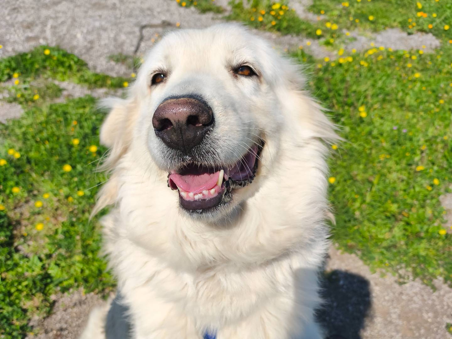 Adotta un cane, femmina, 5 anni e 6 mesi, Barletta