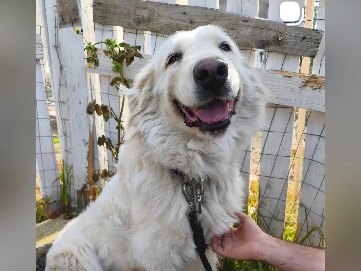 Adotta un cane, taglia media, femmina, Barletta