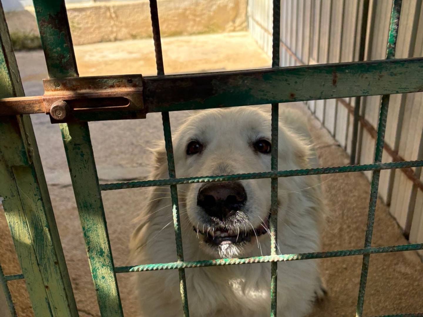 Vuoi adottare un cane a Barletta?