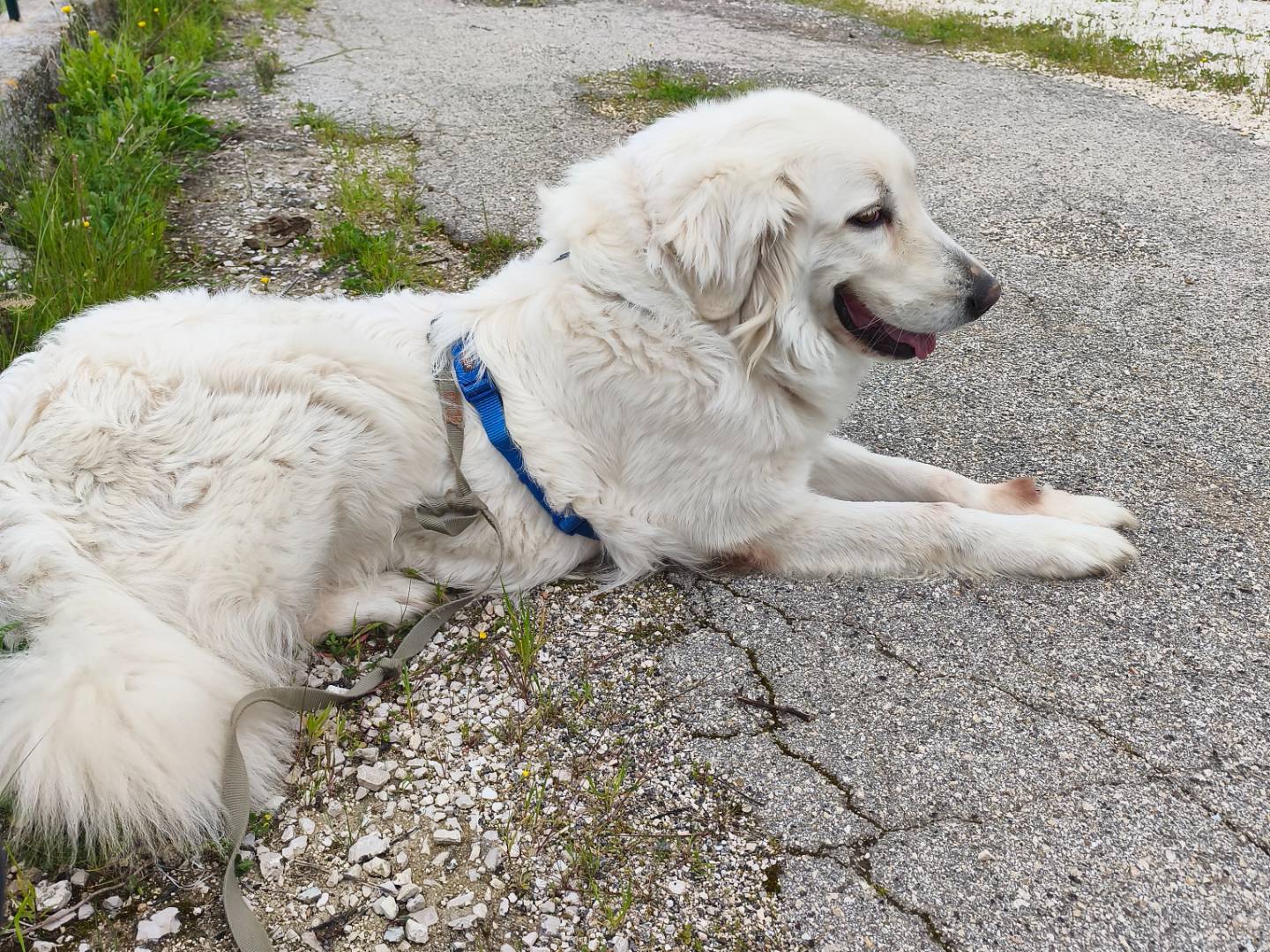 Adotta il cane Asia a Barletta