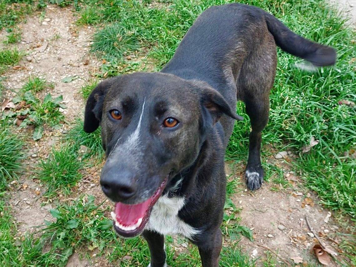 Adozione cane, femmina, Razza sconosciuta Razza sconosciuta, 2 anni, taglia media contenuta, Cremona