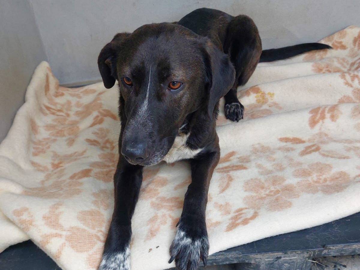 Adotta un cane, femmina, 2 anni, Cremona