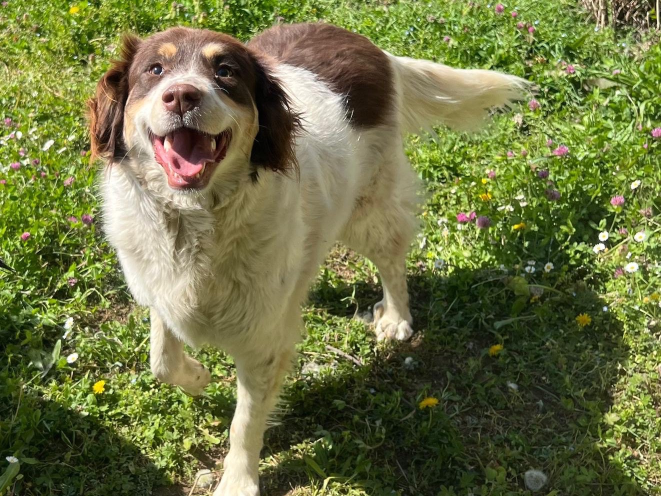 Adozione cane, femmina, Razza sconosciuta Razza sconosciuta, 3 anni e 7 mesi, taglia media, Savona