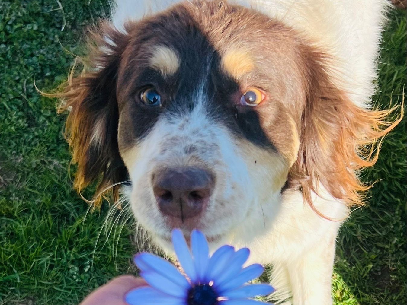 Adotta un cane, femmina, 3 anni e 7 mesi, Savona