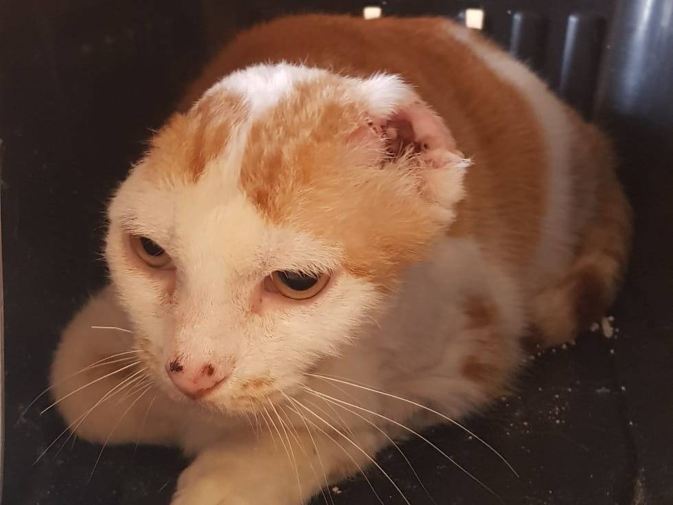 Adozione gatto, femmina, Razza sconosciuta Razza sconosciuta, 4 anni e 2 mesi, taglia non valida, Barletta