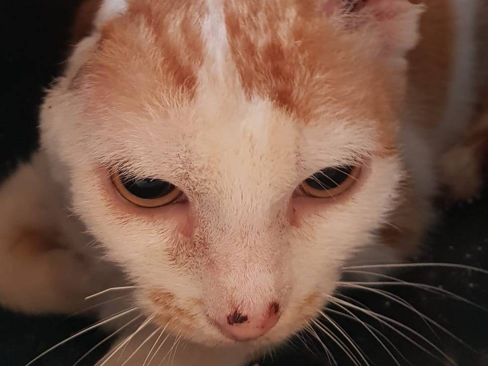 Adotta un gatto, femmina, 4 anni e 2 mesi, Barletta