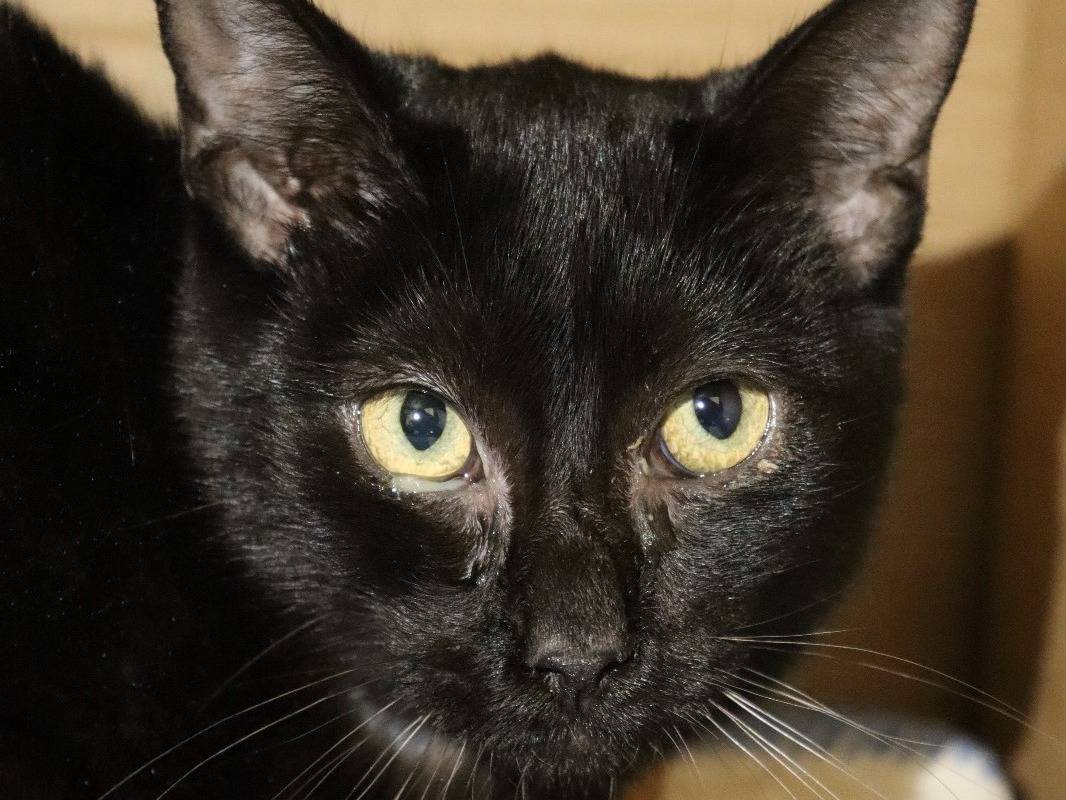 Adozione gatto, maschio, Razza sconosciuta Razza sconosciuta, 1 anno e 9 mesi, taglia non valida, Barletta