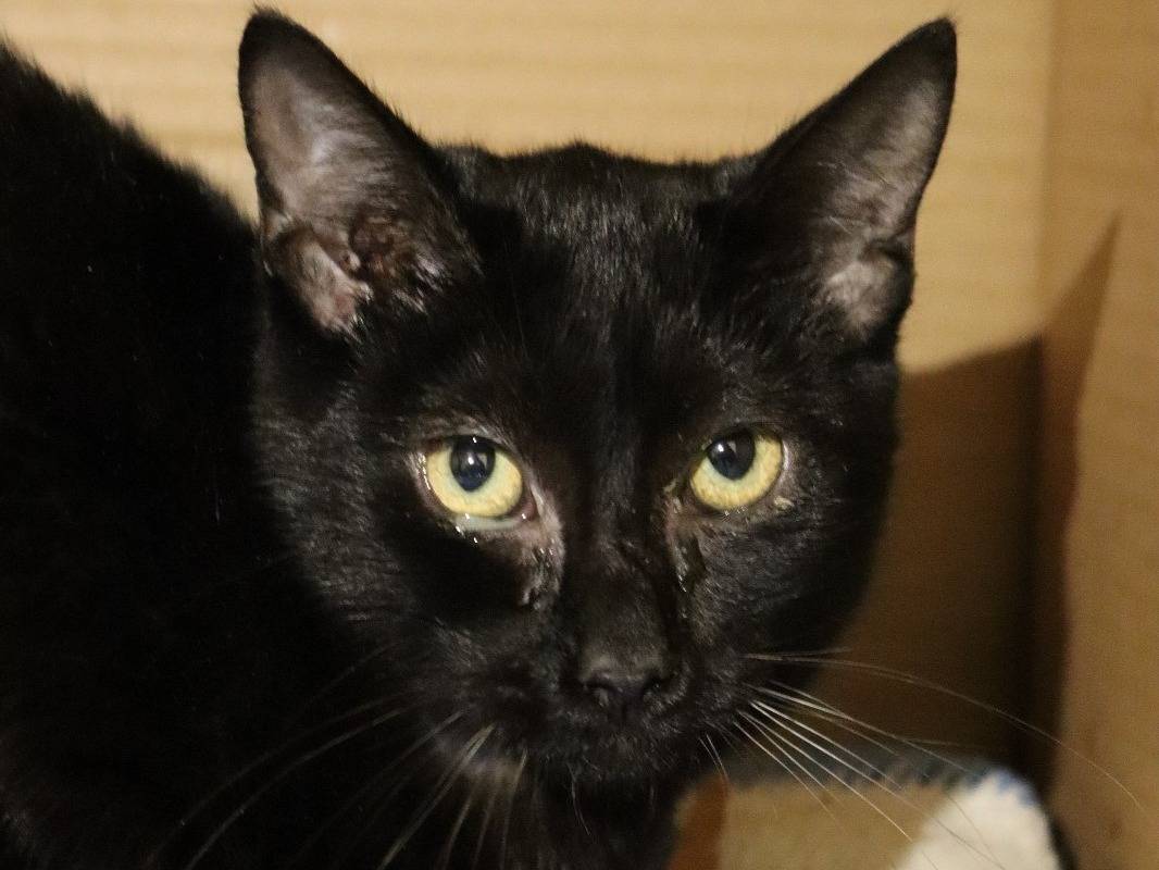 Adotta un gatto, taglia non valida, maschio, Barletta