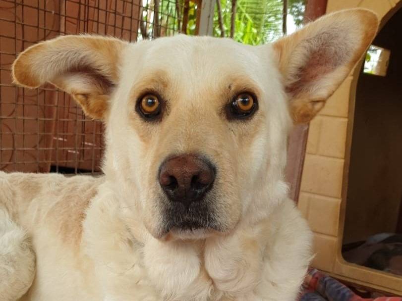 Adozione cane, maschio, Razza sconosciuta Razza sconosciuta, 9 anni e 3 mesi, taglia grande, Como