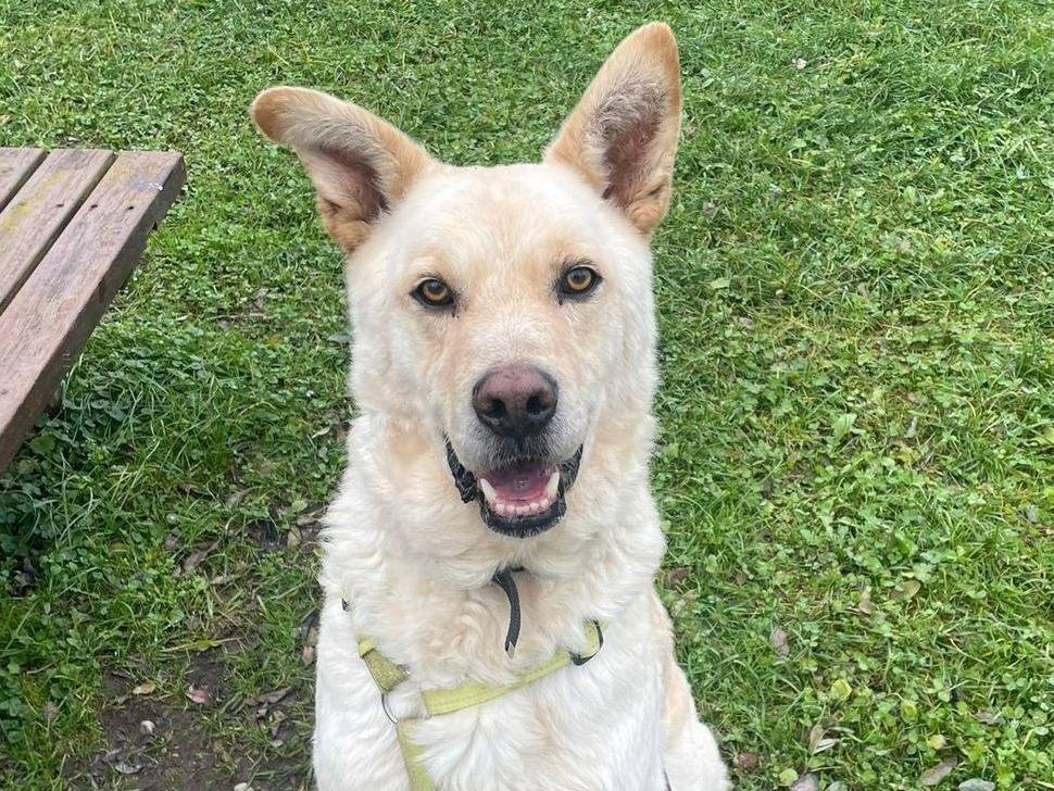 Adotta un cane, taglia grande, maschio, Como