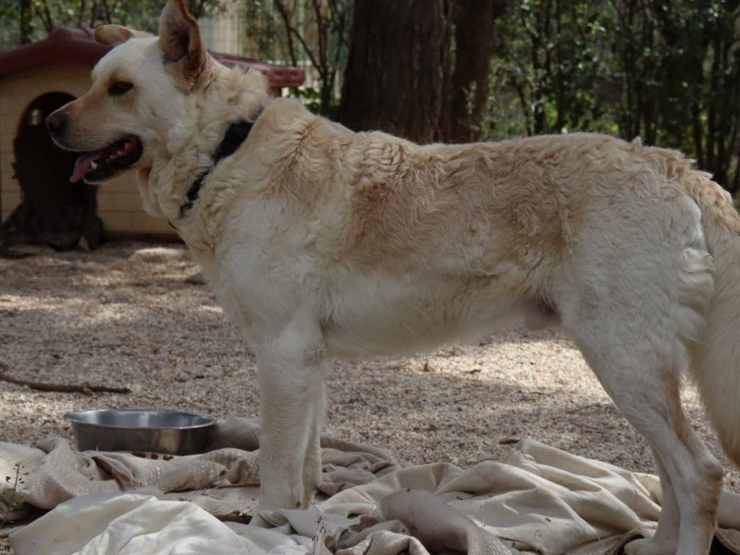 Vuoi adottare un cane a Como?