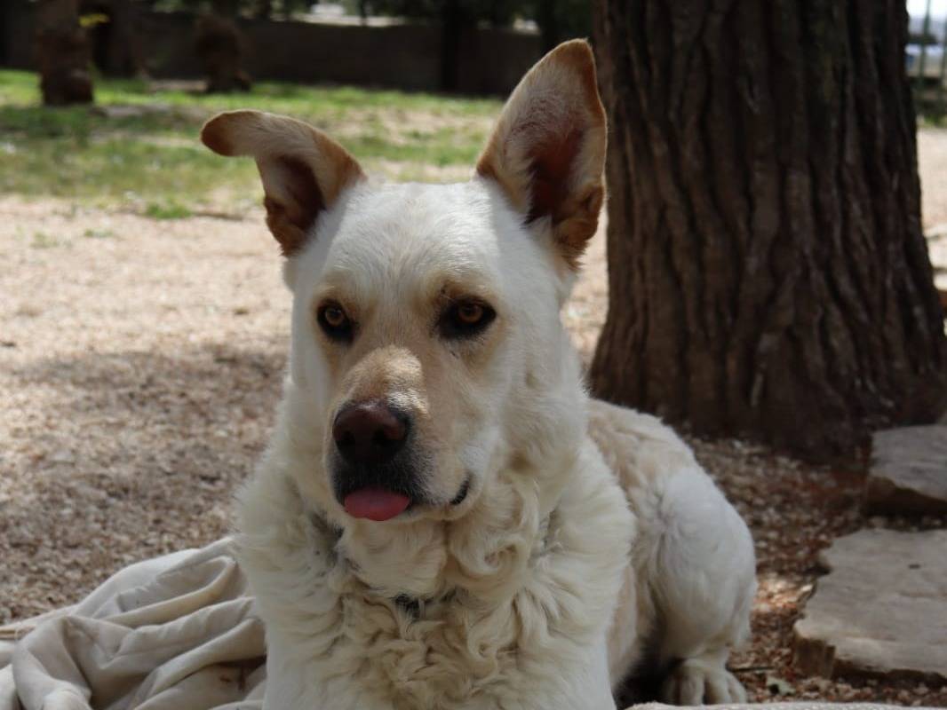 Adotta il cane Rocky a Como