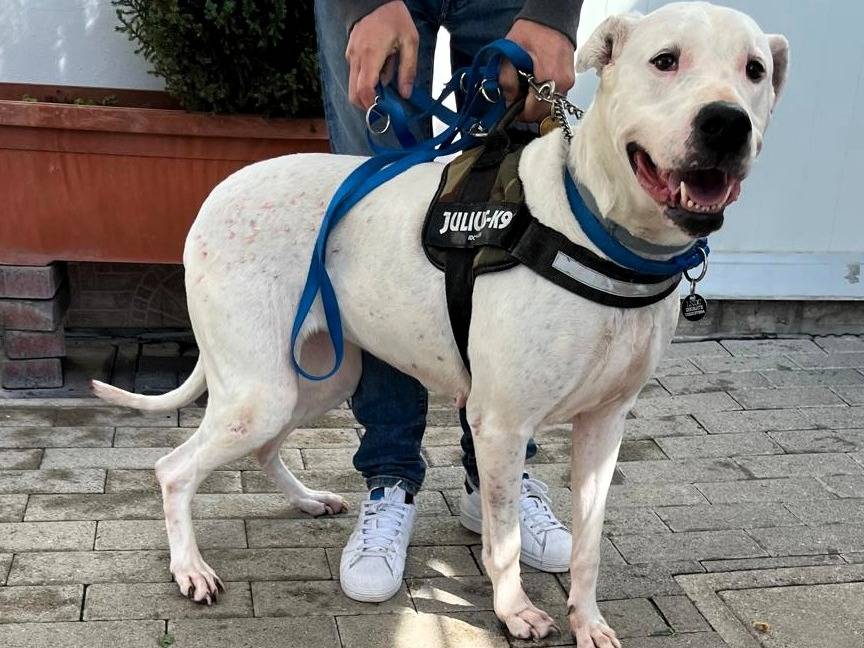 Adozione cane, femmina, Razza sconosciuta Razza sconosciuta, 7 anni e 1 mese, taglia media, Milano