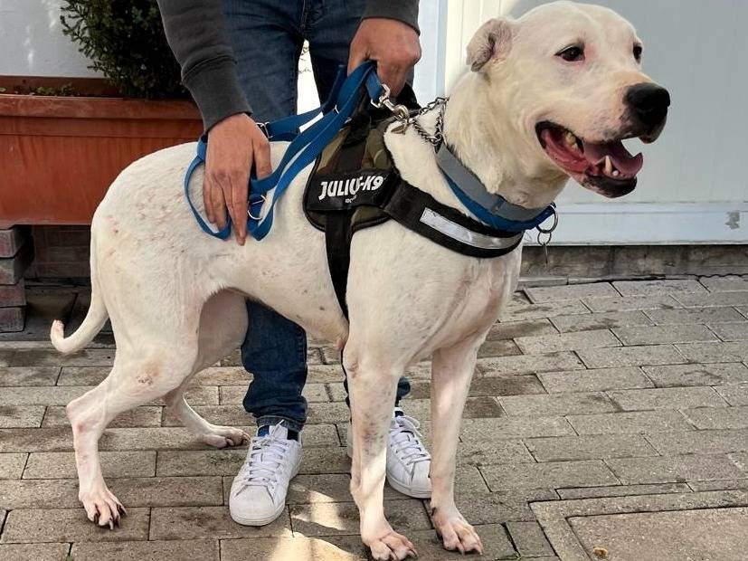Adotta un cane, taglia media, femmina, Milano