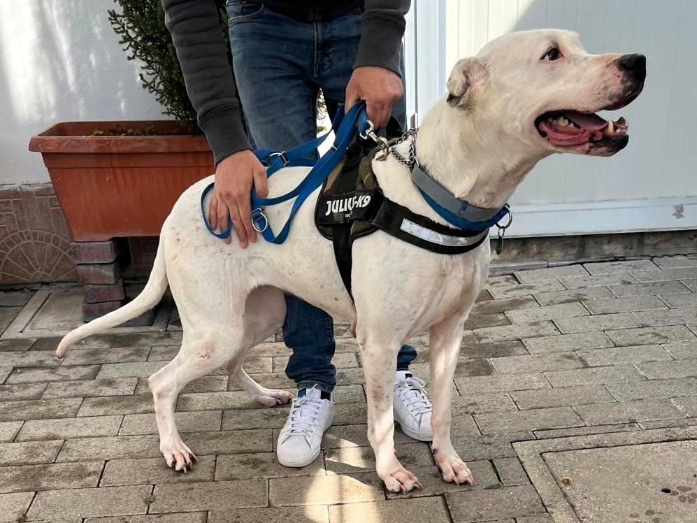 Vuoi adottare un cane a Milano?