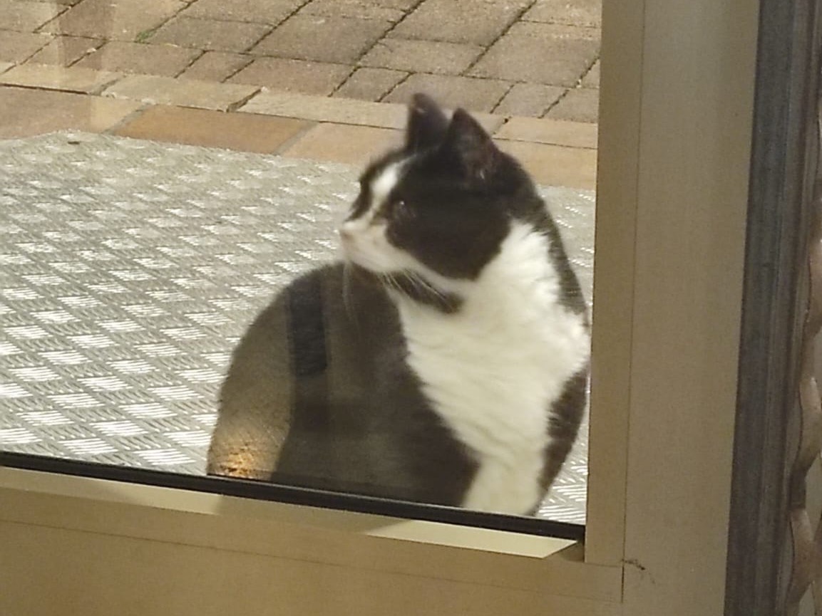 Adotta un gatto, femmina, 3 anni e 1 mese, Venezia