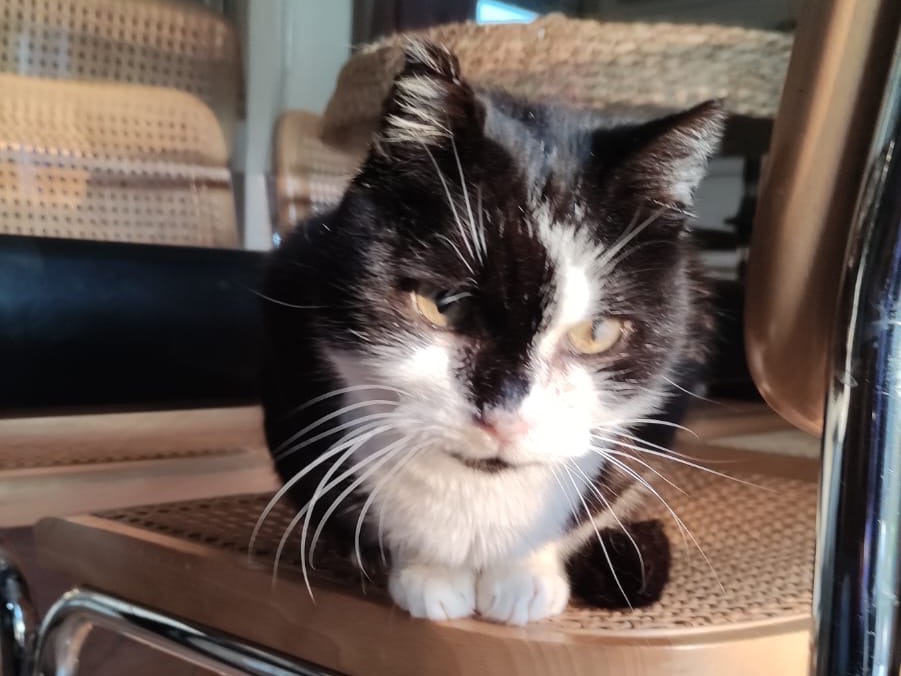 Adotta un gatto, taglia non valida, femmina, Venezia