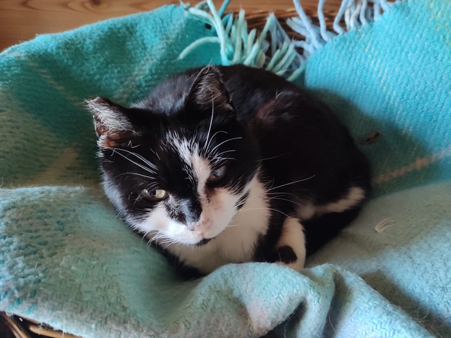 Vuoi adottare un gatto a Venezia?