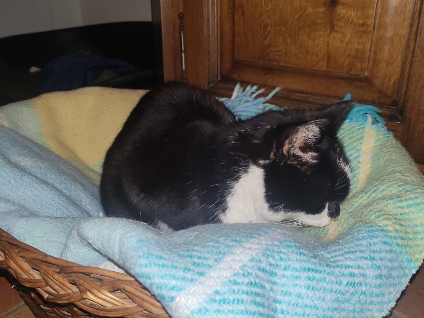 Adotta il gatto Zigulì a Venezia