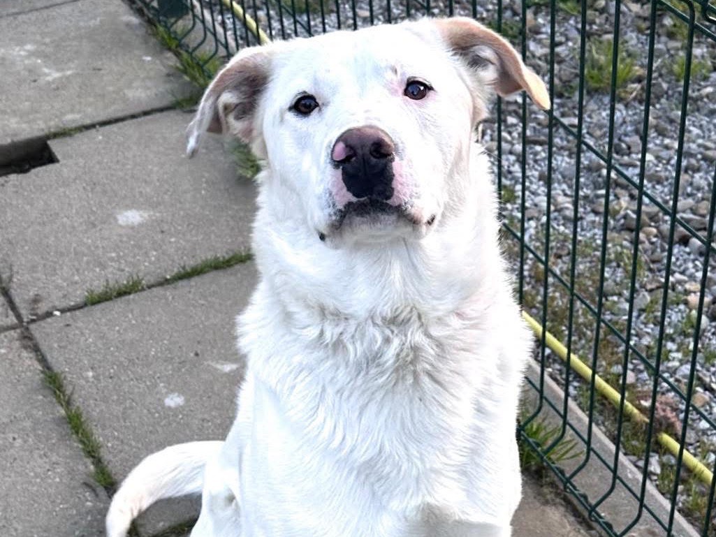 Adozione cane, maschio, Razza sconosciuta Razza sconosciuta, 11 mesi, taglia media, Arezzo