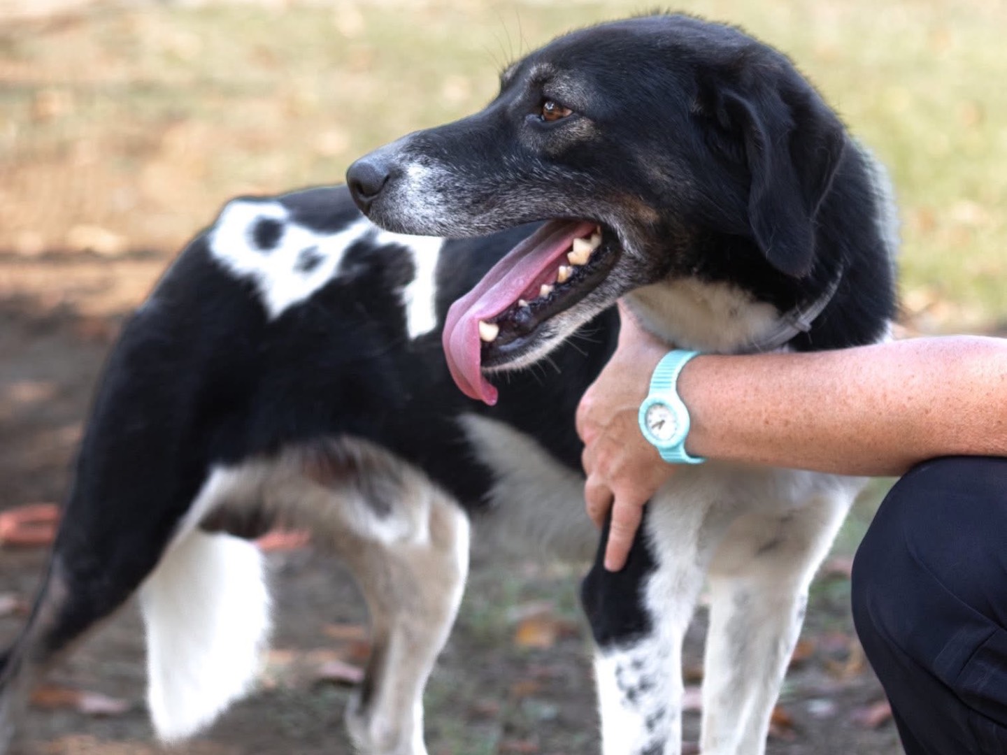Vuoi adottare un cane a Arezzo?