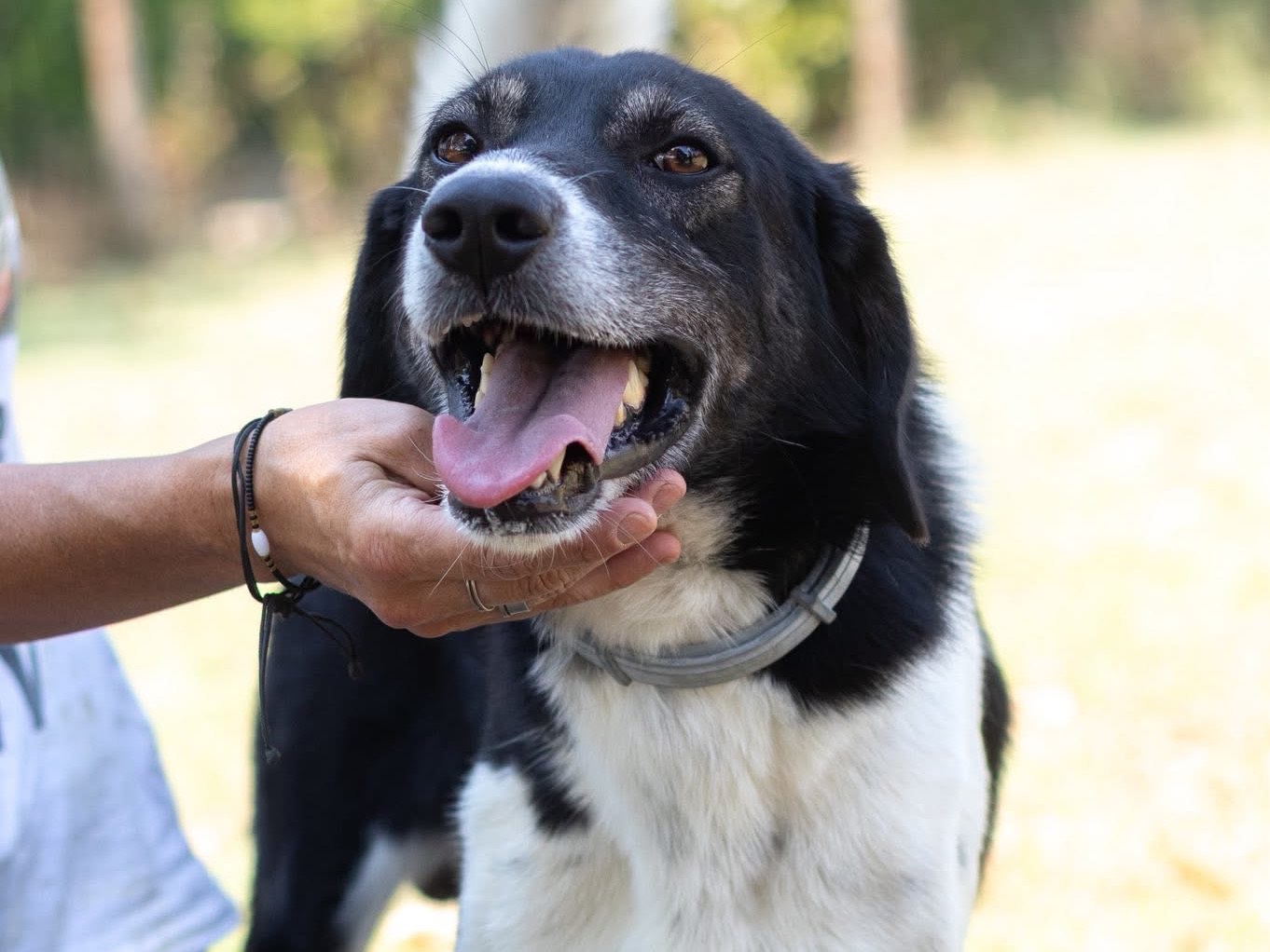 Adotta il cane Sid a Arezzo