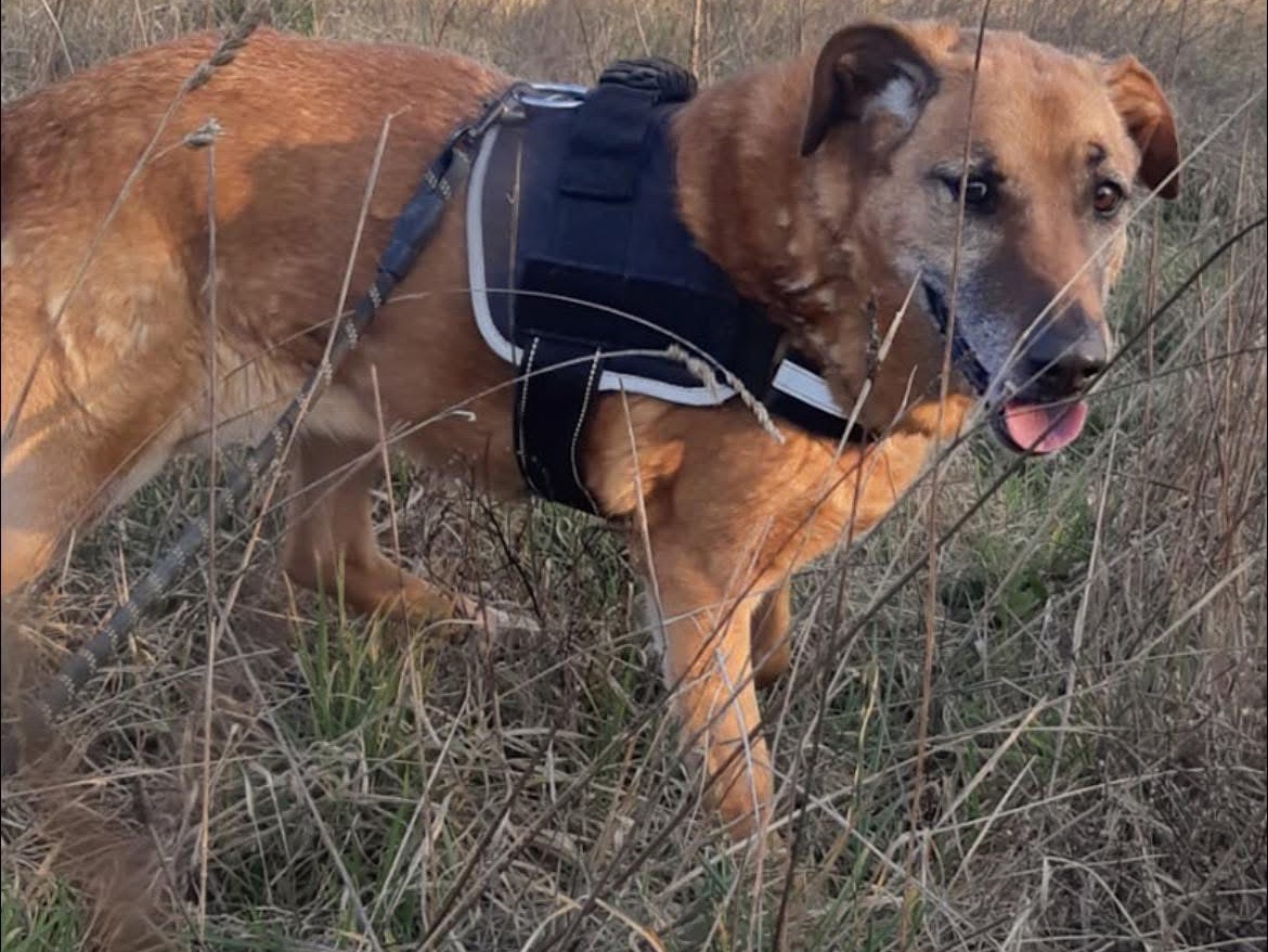 Adotta un cane, femmina, 9 anni, Arezzo
