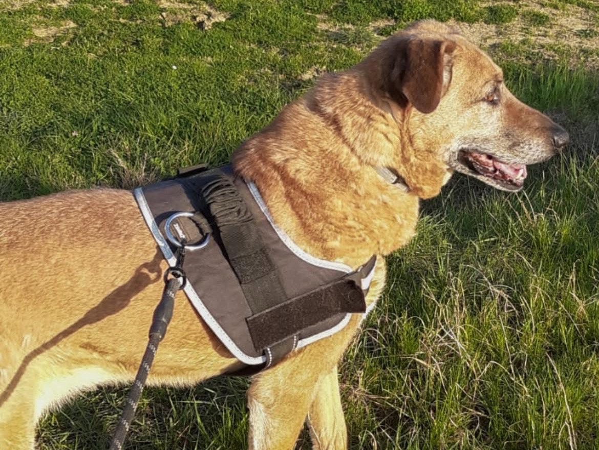 Adotta un cane, taglia grande, femmina, Arezzo