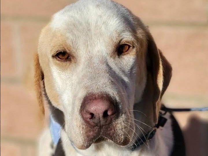 Adozione cane, maschio, Razza sconosciuta Razza sconosciuta, 5 anni, taglia grande, Arezzo