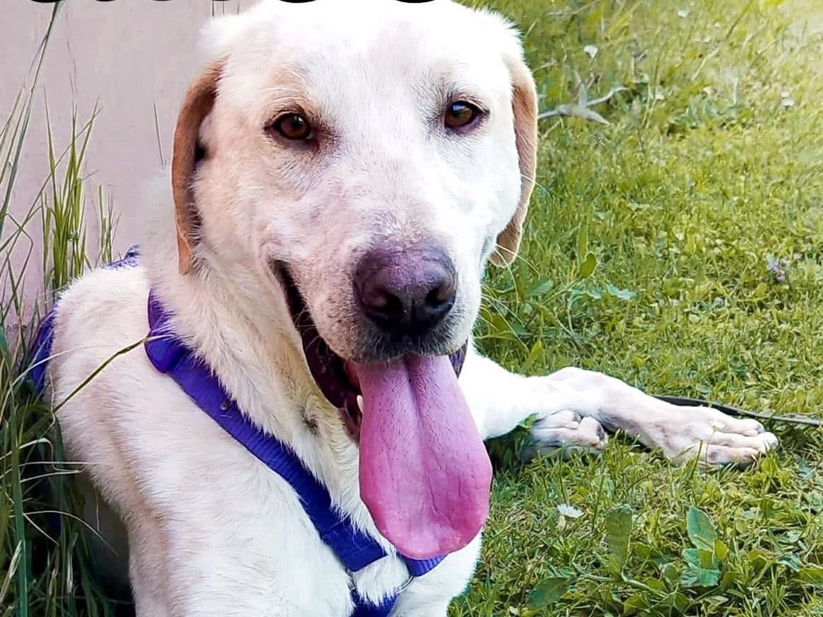 Adotta un cane, maschio, 5 anni, Arezzo